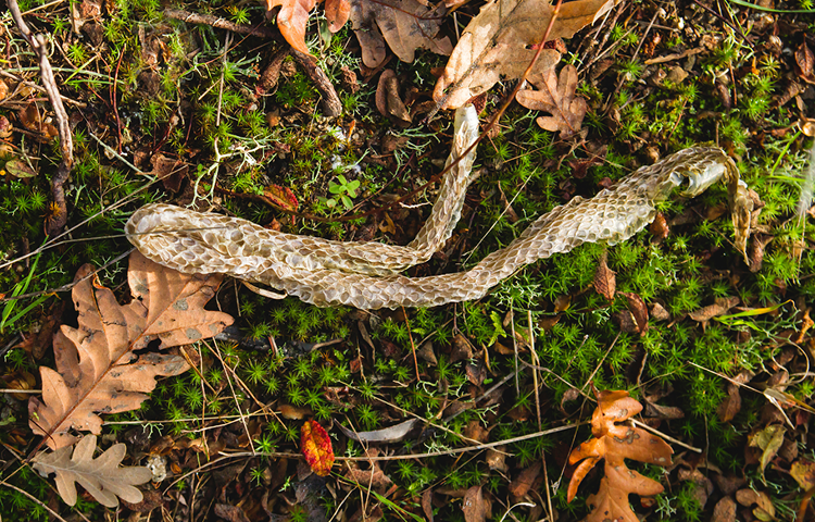 A shed snakeskin lying on dry brown leaves.