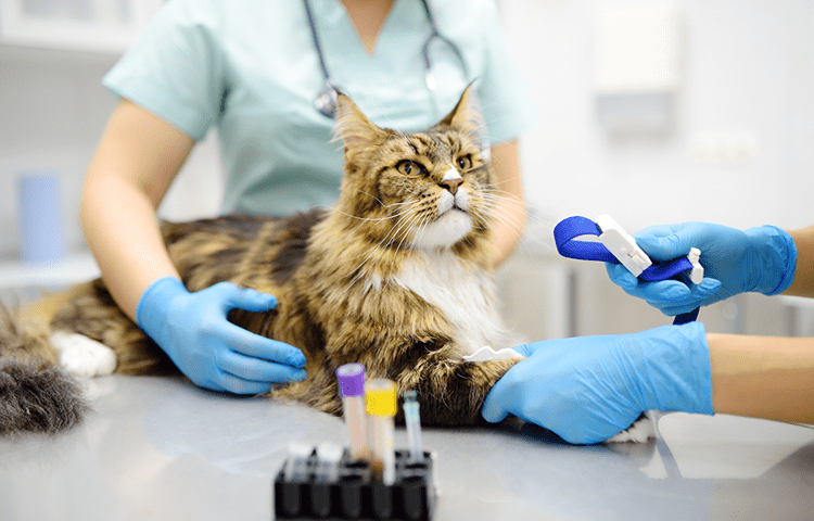 Two veterinarians take a blood for test of cat of the breed Maine Coon in veterinary clinic health.