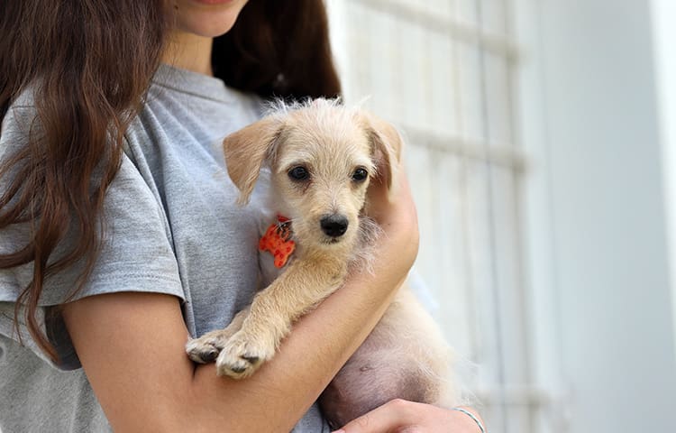 girl carrying a rescue puppy