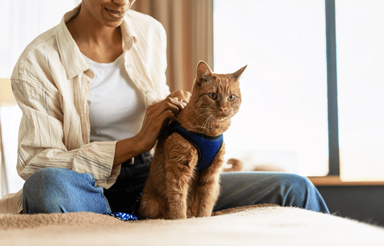 Woman putting harness on ginger cat before going for a walk
