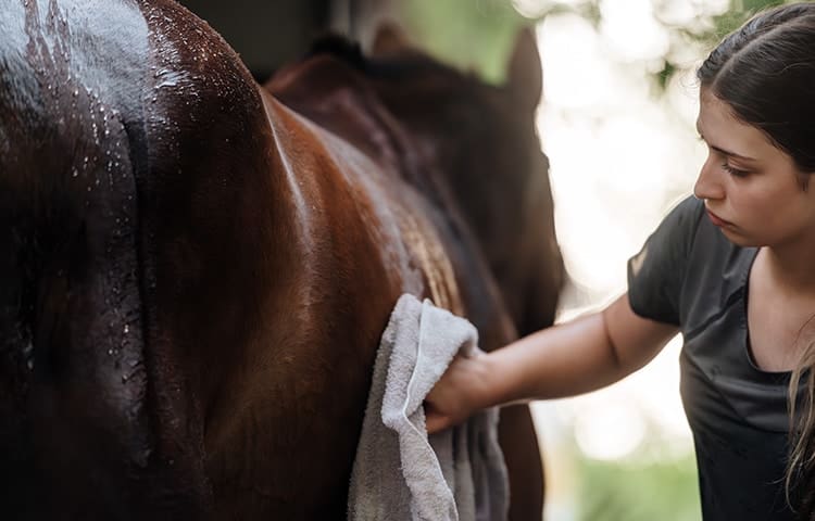 girl wiping the body of a horse with a towel