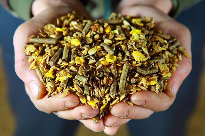 Horse feed scooped by both hands