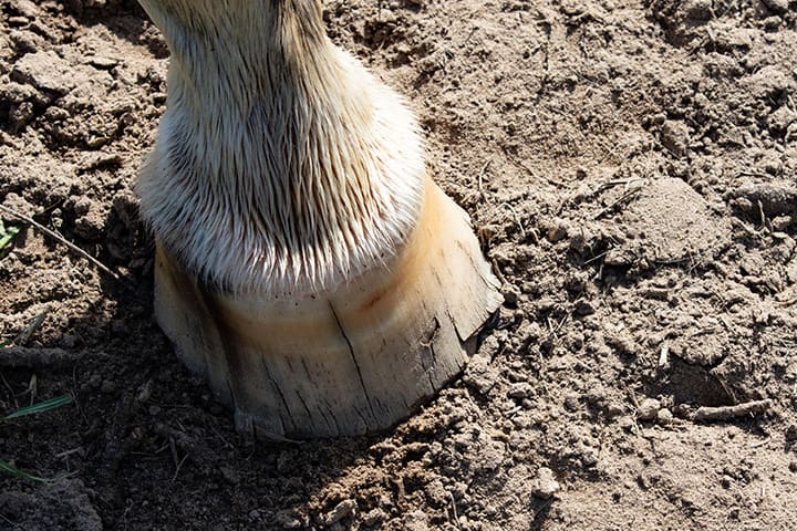 A horse's cracked hoof standing on dirt.
